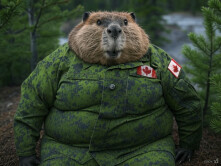 beaver-canada-army.jpg