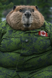 beaver-canada-army