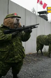 canada-usa-border-beaver-moose